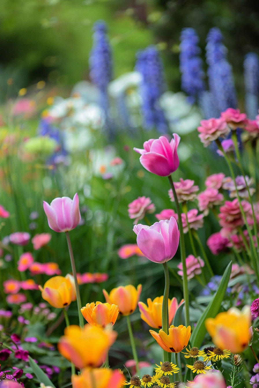 Gentle Late Spring Colors For Flower Bed Ideas 1714017769 3