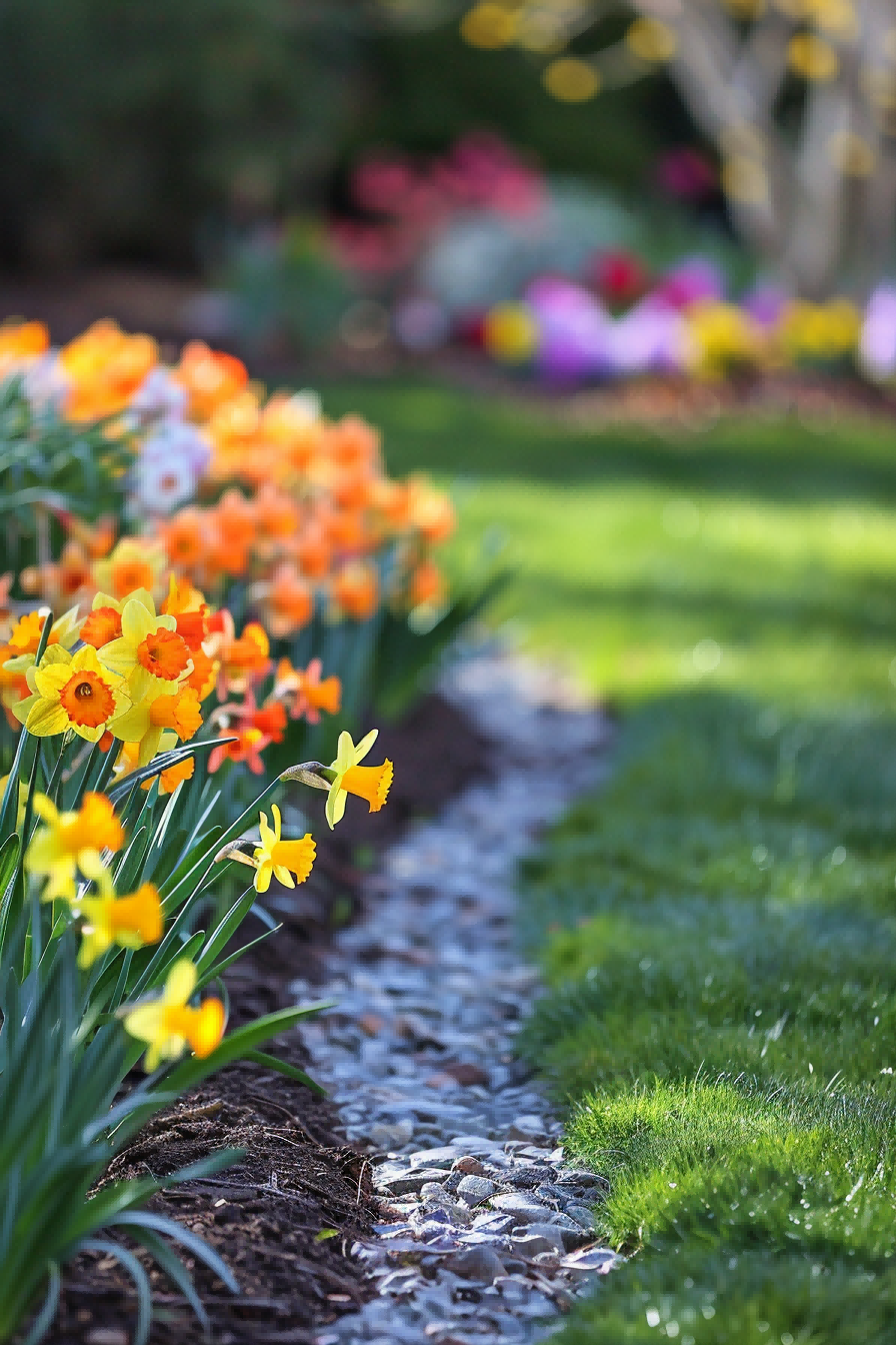 It Starts with Daffodils For Flower Bed Ideas 1714019007 1