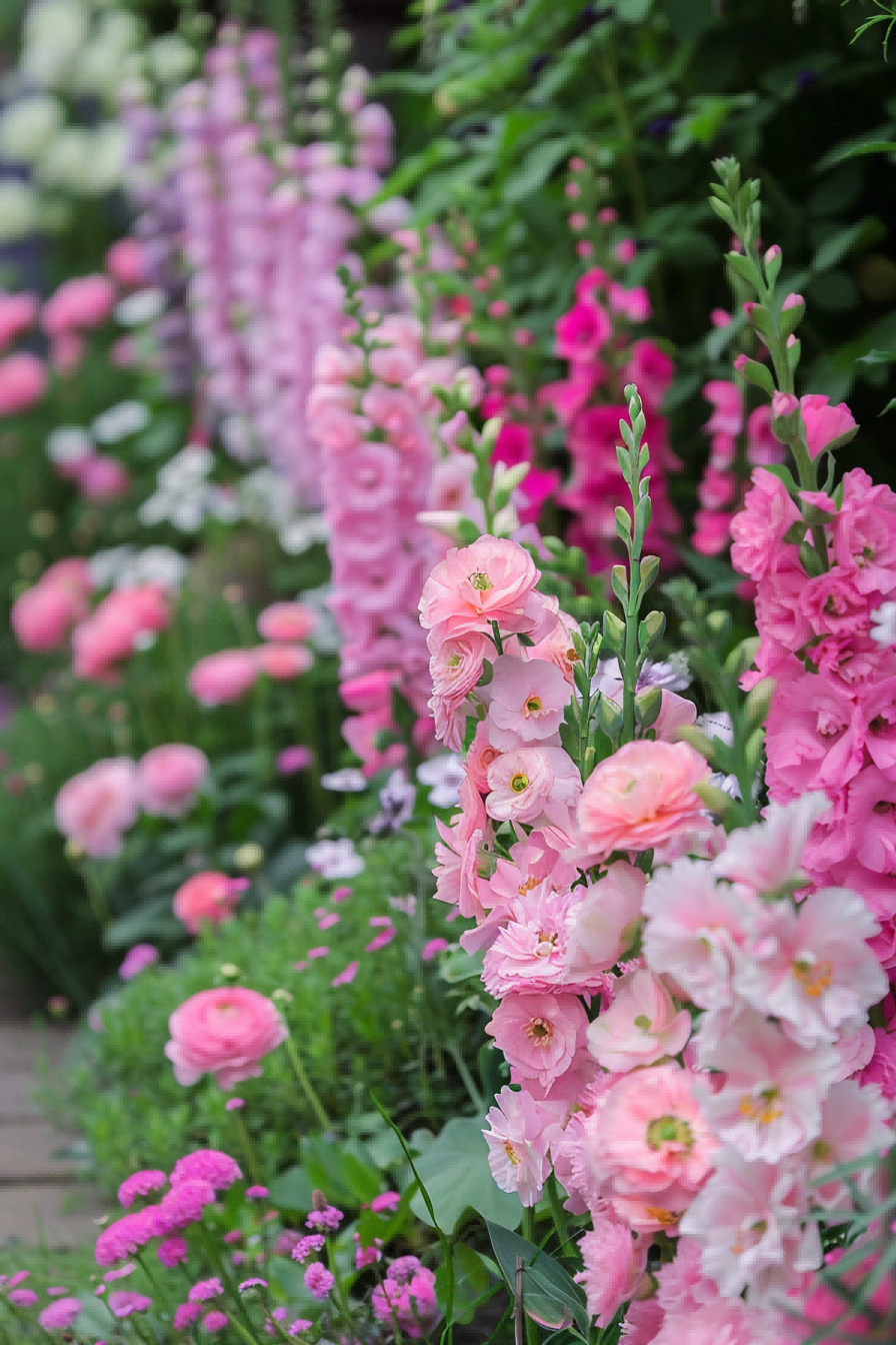 On Wednesdays We Wear Pink For Flower Bed Ideas 1714018881 3
