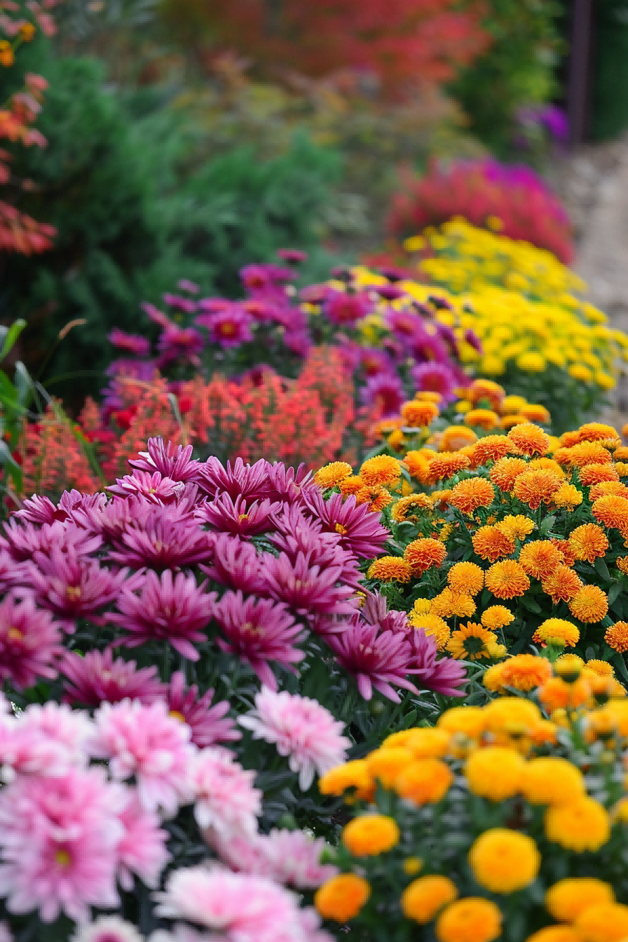 Plant Those Mums For Flower Bed Ideas 1714018608 2