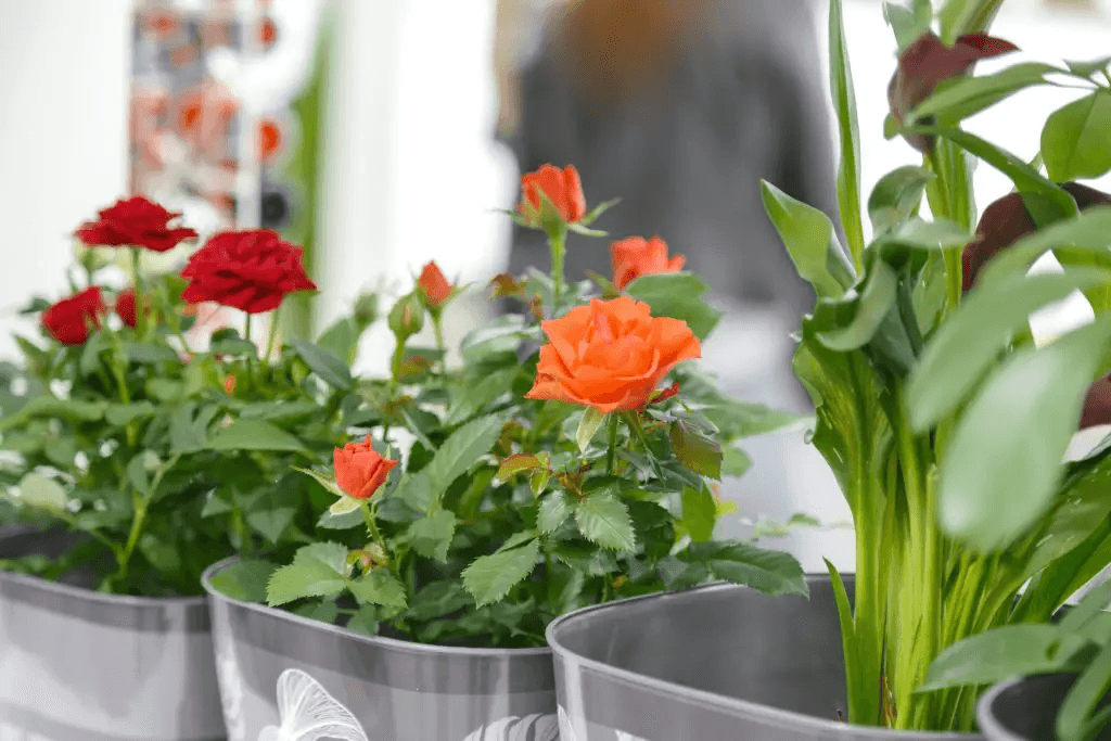 Roses in Small Spaces: The Secret to an Extraordinary Garden 3 image 1