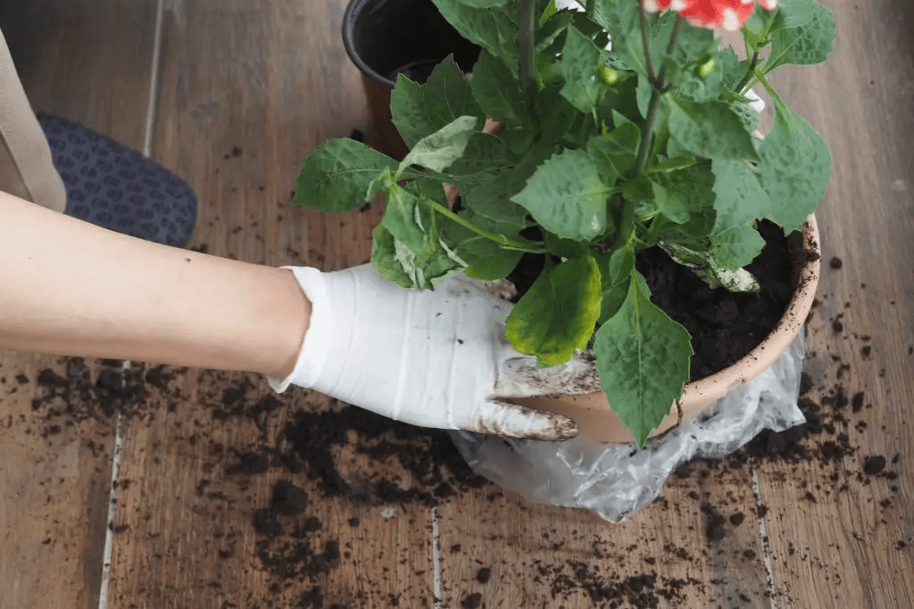 Roses in Small Spaces: The Secret to an Extraordinary Garden 5 image 3