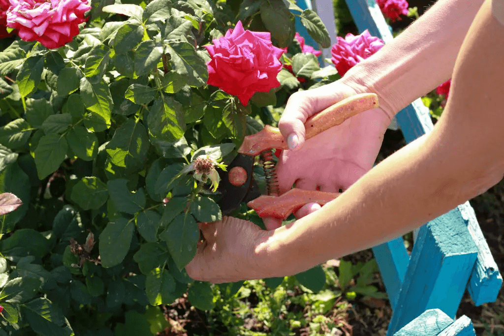 Roses in Small Spaces: The Secret to an Extraordinary Garden 6 image 4