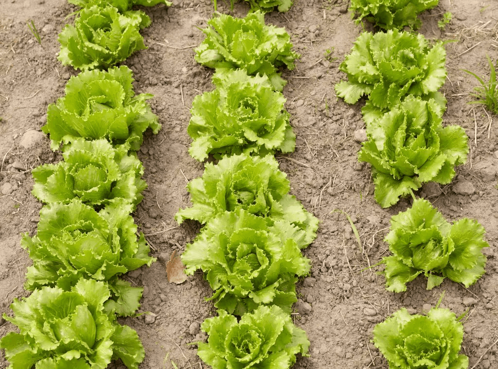 How to associate crops: What to plant next to tomatoes to maximize your harvest 3 image 8