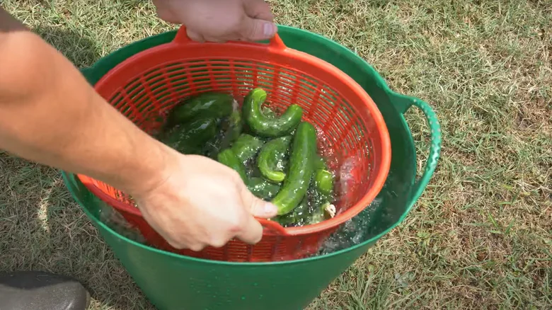 11 Creative Ways To Use A Laundry Basket Around Your Garden 8 colander for harvested produce 1716295947