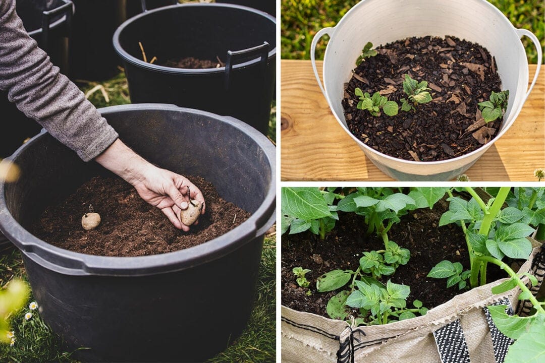 grow heaps of potatoes in a small spacer