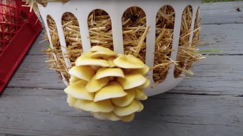 11 Creative Ways To Use A Laundry Basket Around Your Garden 9 grow mushrooms 1716295947