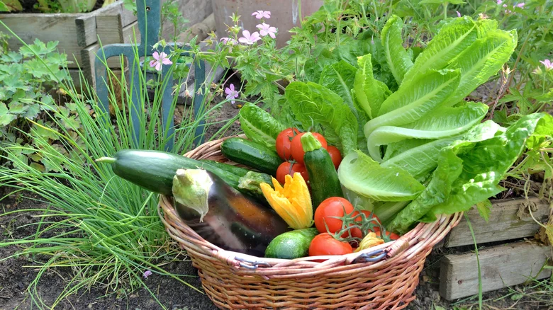 11 Creative Ways To Use A Laundry Basket Around Your Garden 2 harvesting and garden tool basket 1716295947