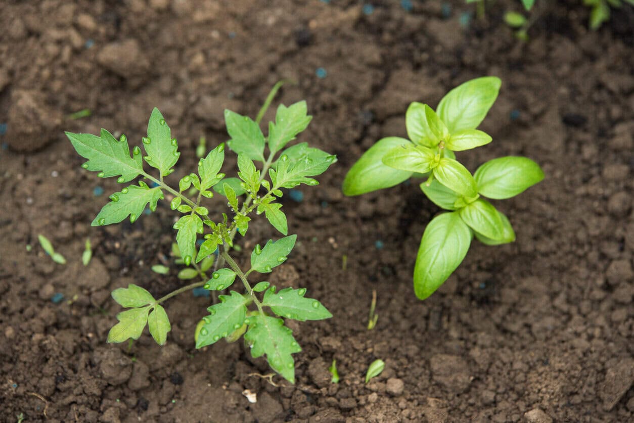 Companion Planting 101: Easy Tips for Gardening Success 1 iStock 1307772678