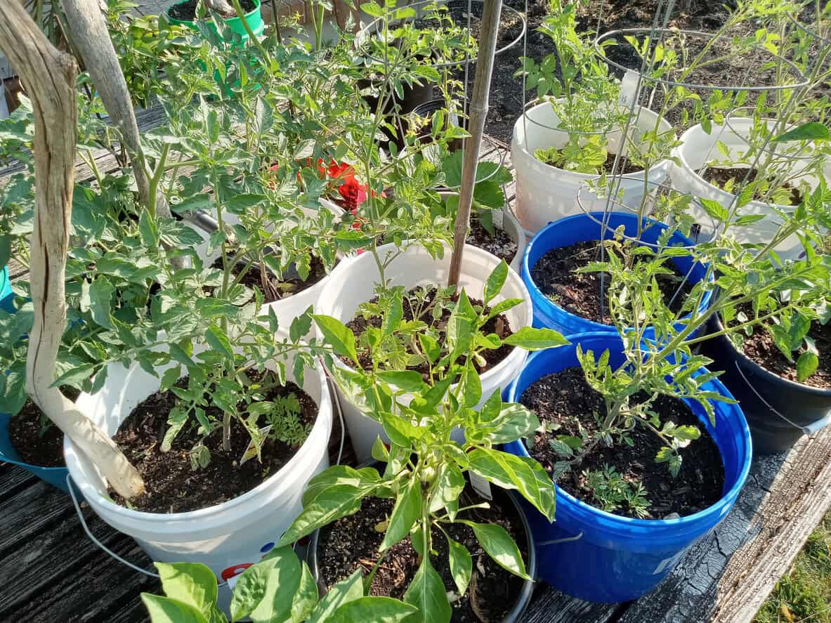 14 Vegetables To Grow In 5-Gallon Buckets For Compact Gardening 1 iStock 1496992157