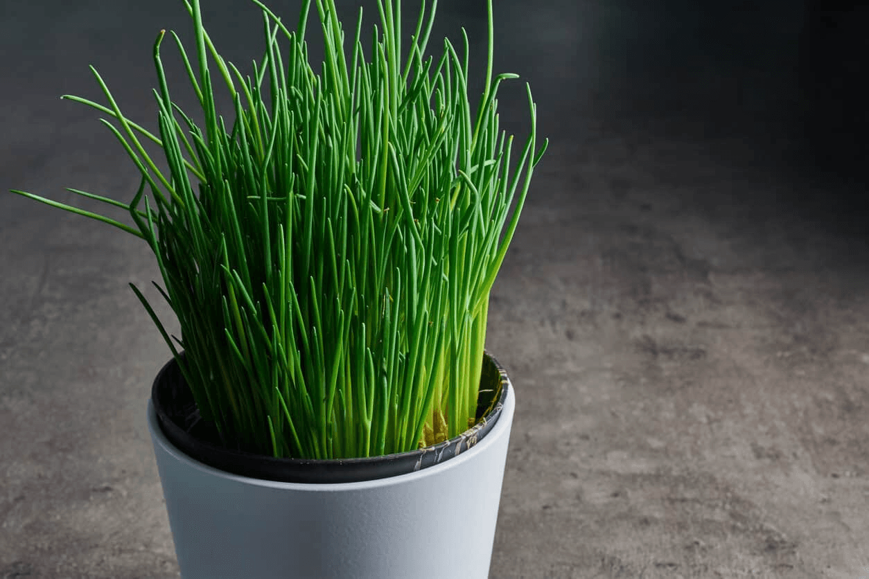 12 Herbs You Can Grow With Just Water All Year Round 6 image 1