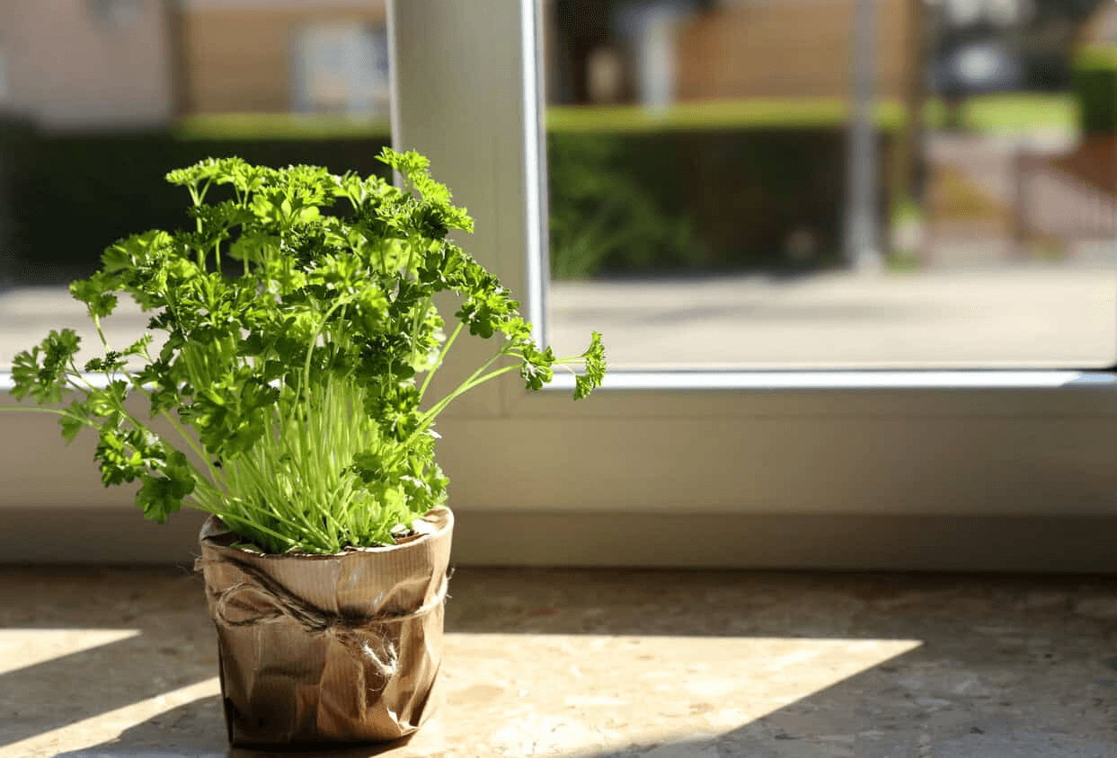 12 Herbs You Can Grow With Just Water All Year Round 8 image 2