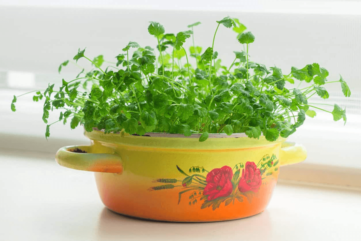 12 Herbs You Can Grow With Just Water All Year Round 7 image