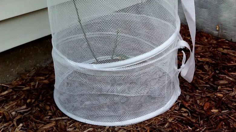 11 Creative Ways To Use A Laundry Basket Around Your Garden 3 insect netting 1716295947