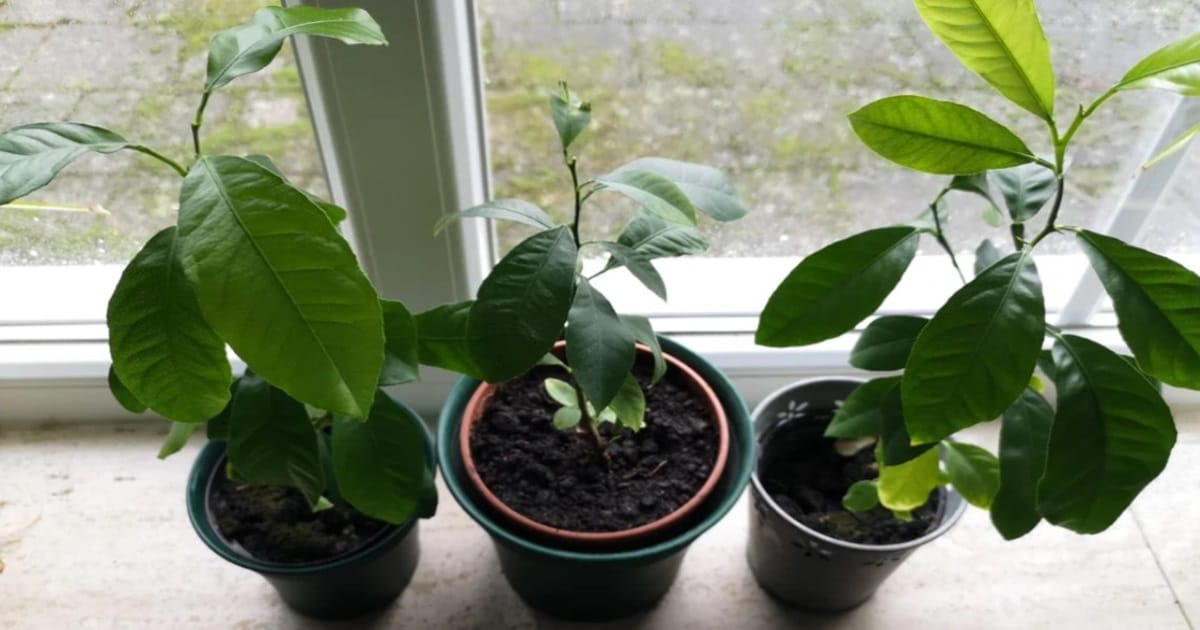 How to Grow a Lemon Plant in a Cup 1 main 3