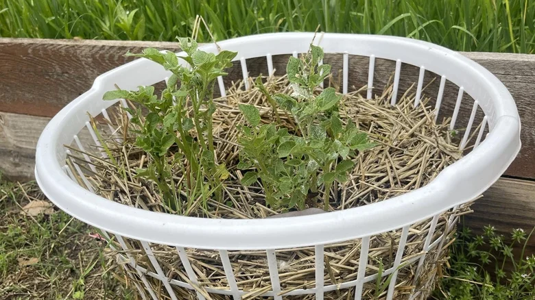 11 Creative Ways To Use A Laundry Basket Around Your Garden 11 potato planter 1716295947