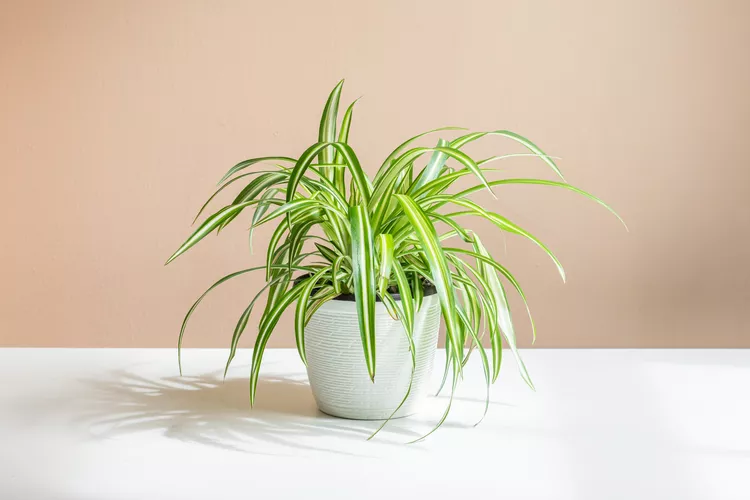 spider plant