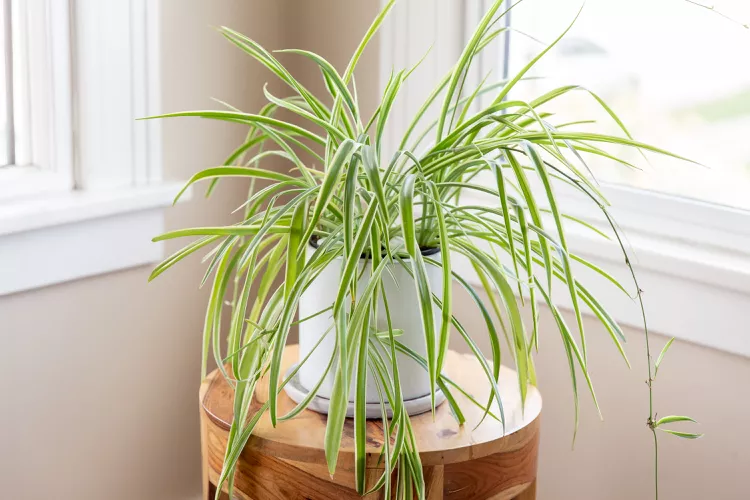 How to Grow and Care for Spider Plant 2 spider plants chlorophytum definition