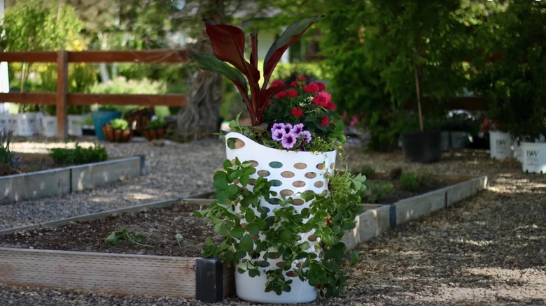 11 Creative Ways To Use A Laundry Basket Around Your Garden 4 strawberry planter 1716295947