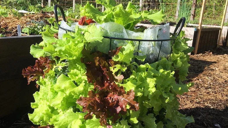 11 Creative Ways To Use A Laundry Basket Around Your Garden 7 vertical lettuce tower 1716295947