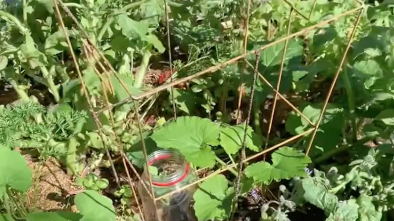 11 Creative Ways To Use A Laundry Basket Around Your Garden 10 wire plant cage 1716295947