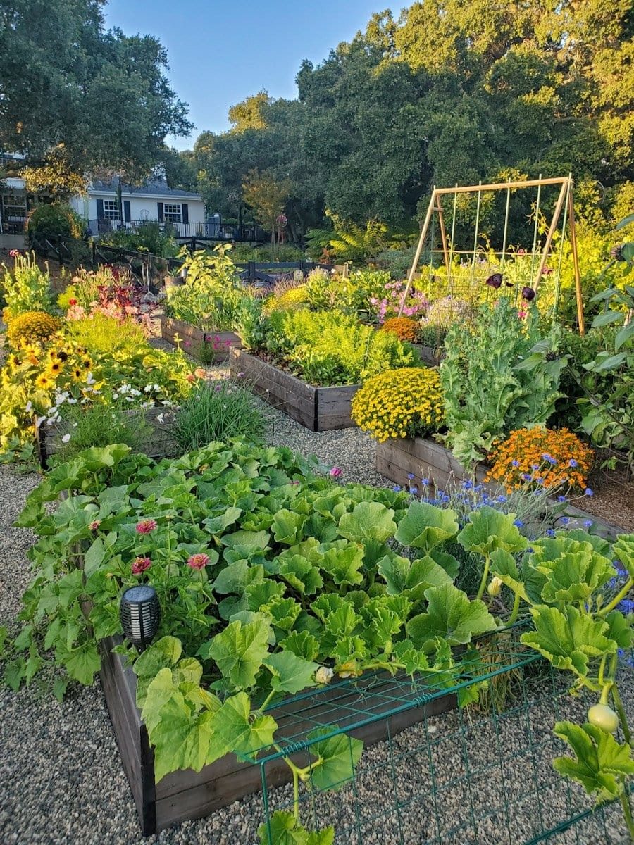 Backyard garden of wooden raised vegetable beds with flowers