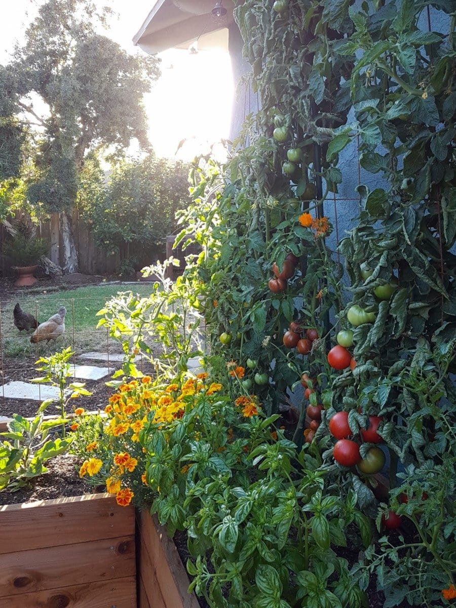 Tomatoes growing with French marigolds and basil in a raised bed