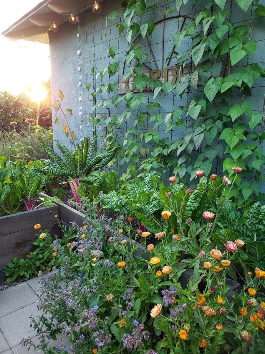 Climbing pole beans and companion flowers in a raised bed