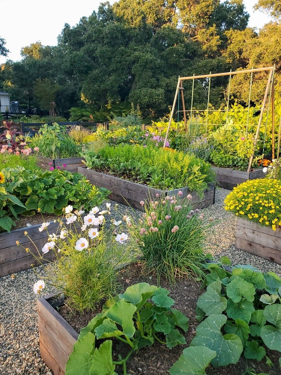 Raised bed with herbs and flowers tucked in the corners