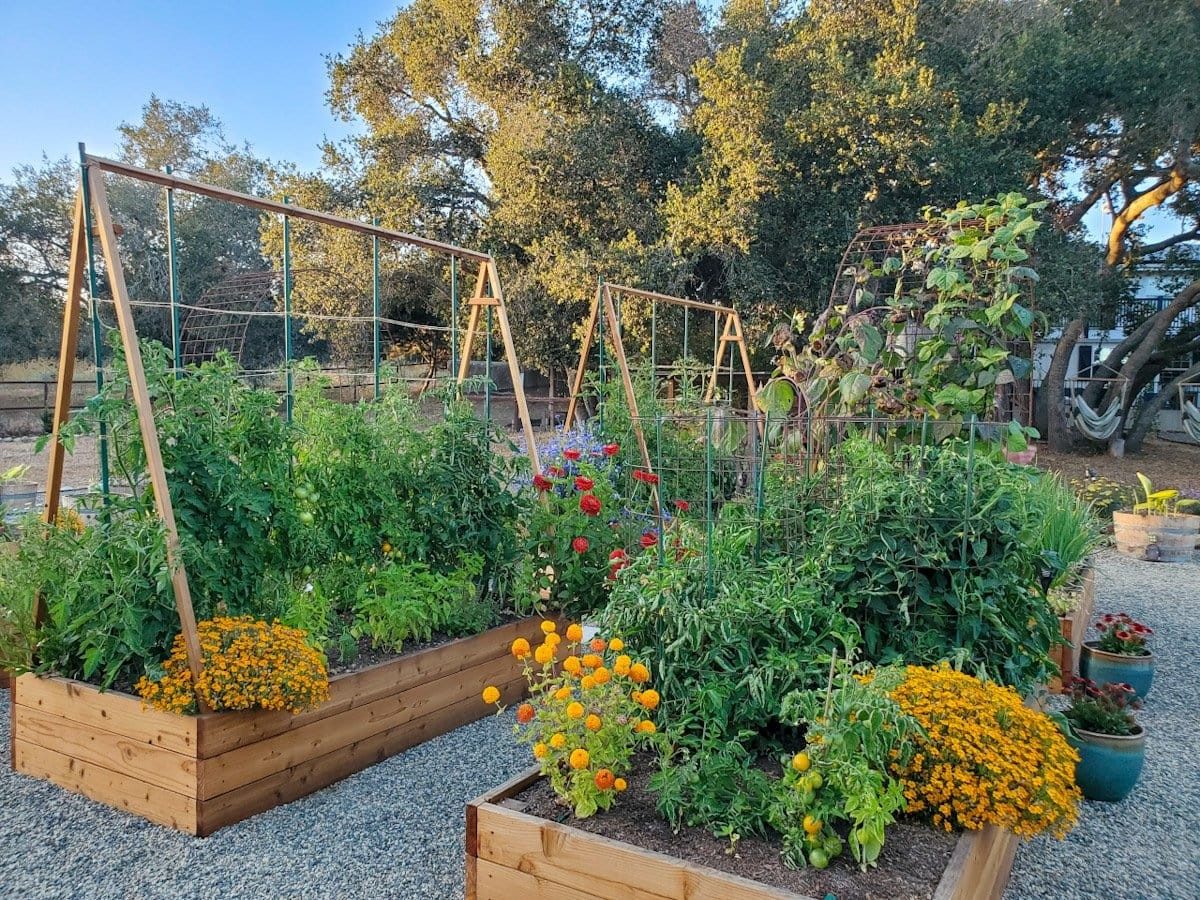 Marigolds tucked around tomatoes in raised garden beds