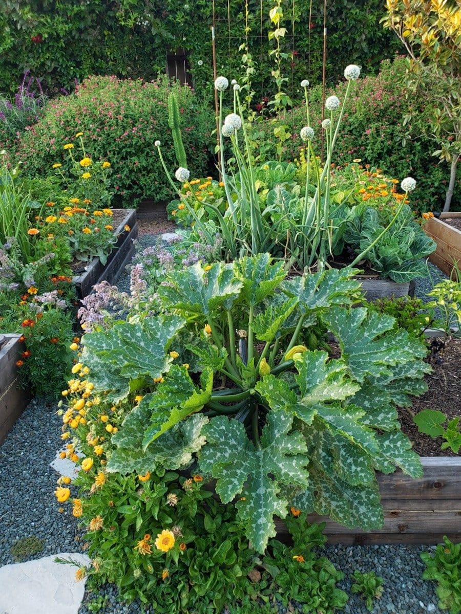 Raised bed with squash, herbs and orange flowers