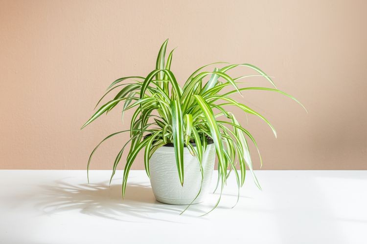 Where to Plant Spider Plants