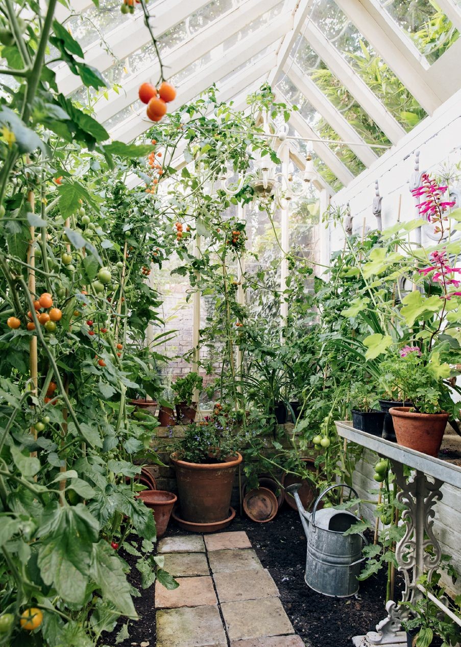 Greenhouse interior with tomatoes and tender plants