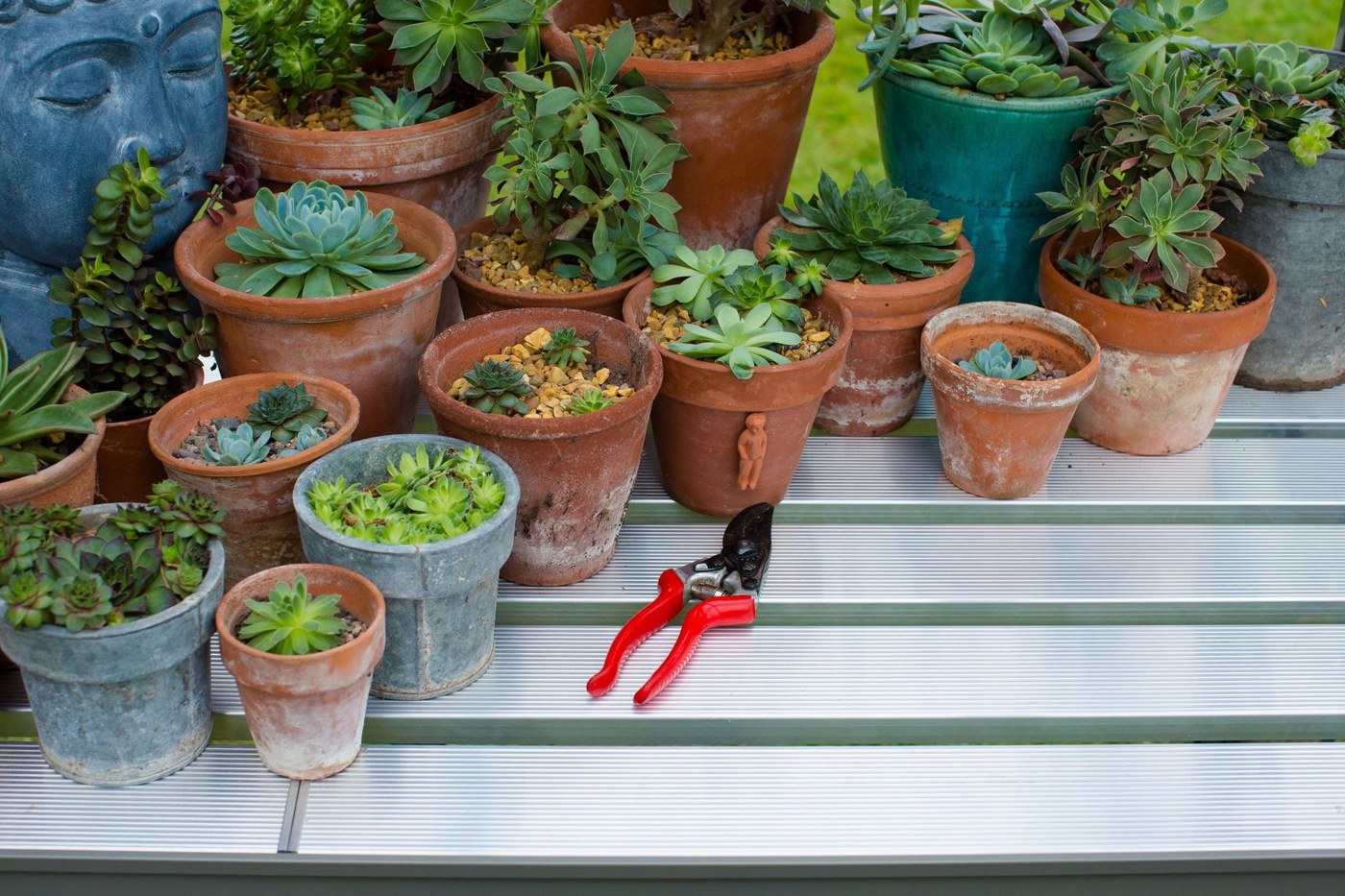 Greenhouse staging shelves packed with succulents in pots