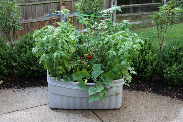 Vegetables and herbs growing in a large metal tub container