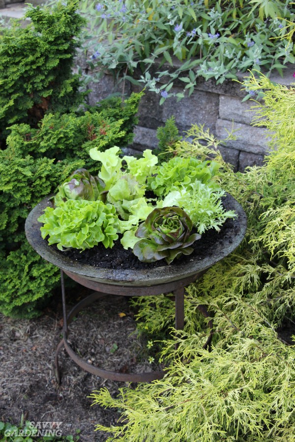 Leafy lettuce growing in a shallow container