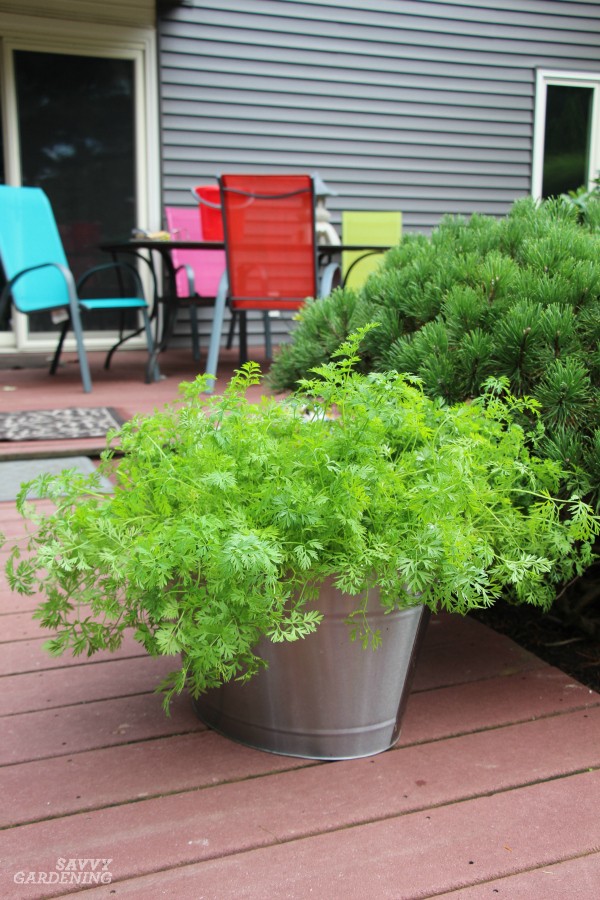 Curly parsley in a medium pot on a deck
