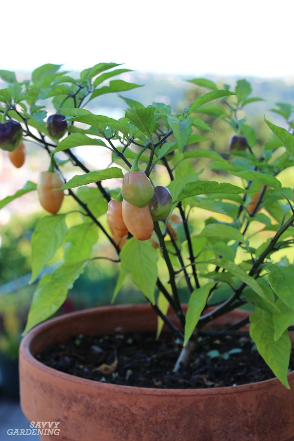 Ornamental pepper plant in a terracotta pot