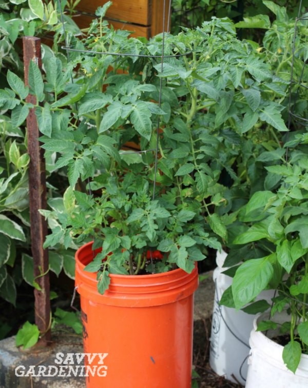 Tomato plant growing in an orange 5-gallon bucket