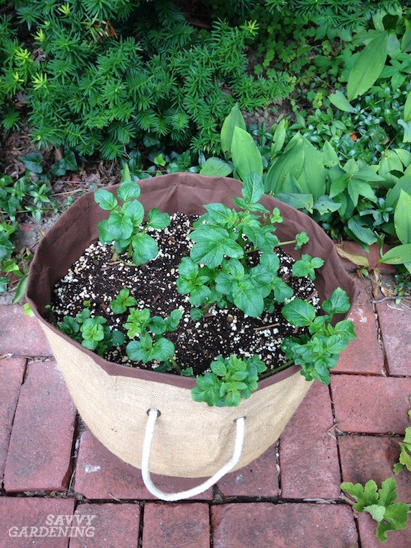 Potato plants growing in a fabric grow bag