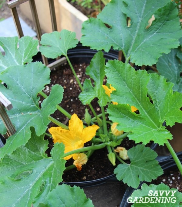 Summer squash plant growing in a container
