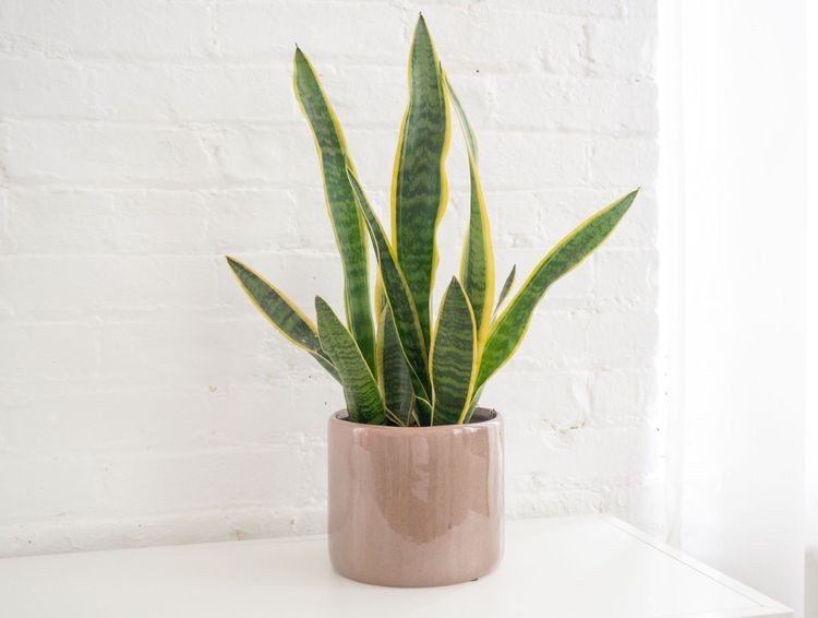 Snake plant in a pink pot on a white table