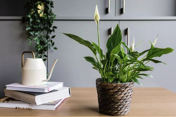 Peace lily in a woven pot on a desk