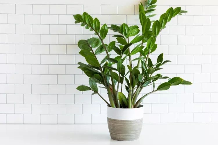 ZZ plant against white subway tile