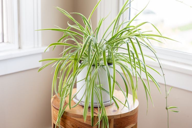 Spider plant on a wooden stand by a window