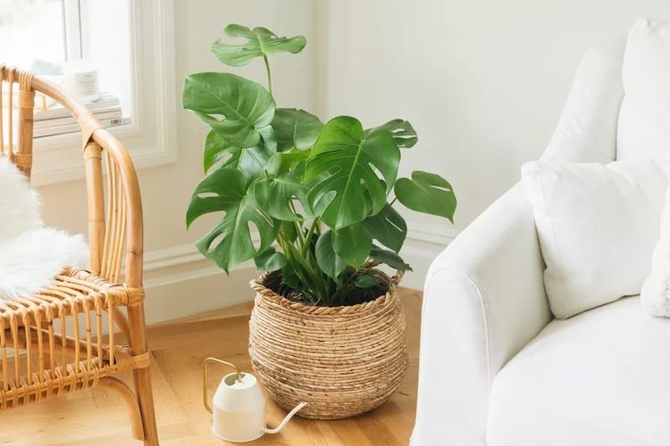 Monstera deliciosa in a woven basket in a living room