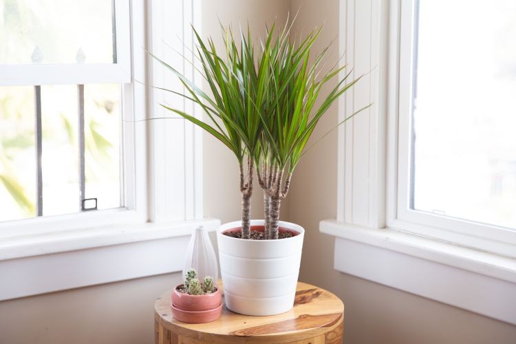 Dracaena marginata on a side table by a window