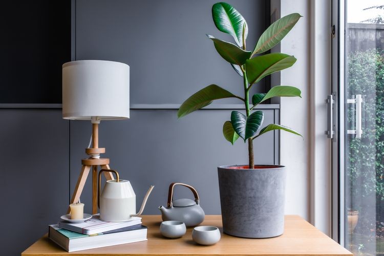 Rubber tree on a table by the window