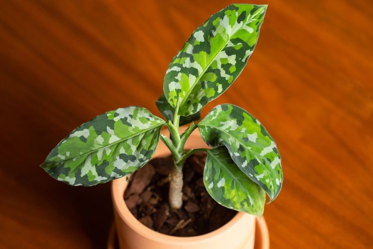 Aglaonema with multicolored leaves in a terracotta pot