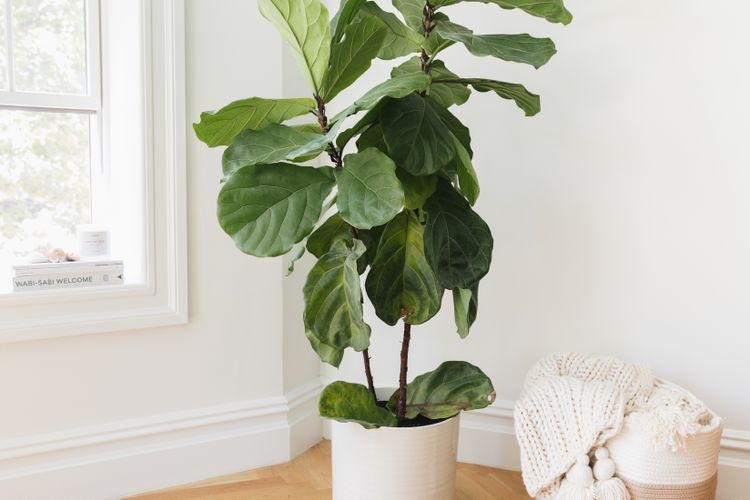 Fiddle leaf fig plant in a bright room